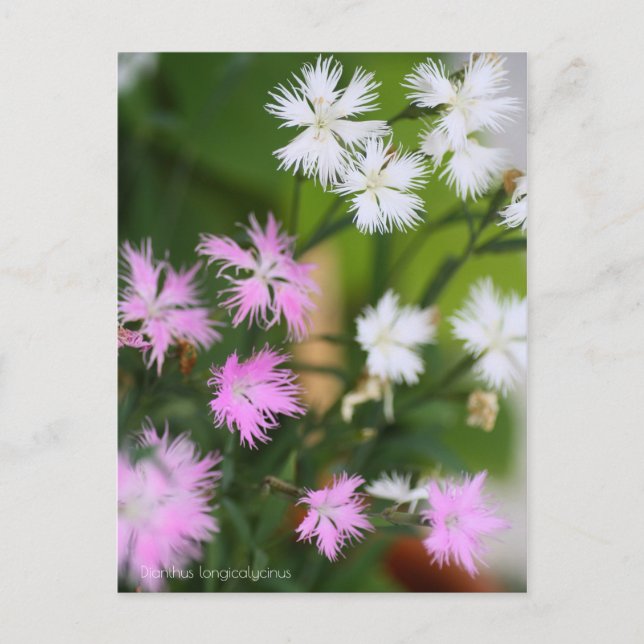 Cartão Postal Dianthus longicalycinus［Cartão postal］ (Frente)