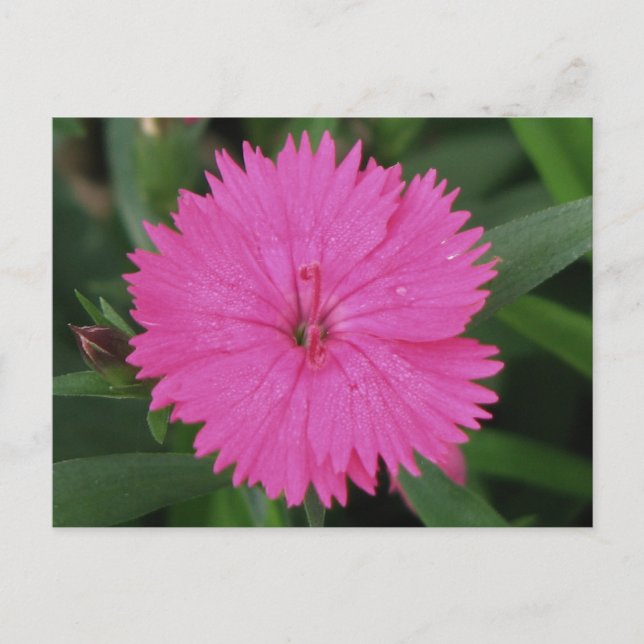 Cartão Postal Dianthus Rosa (Frente)