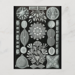 Cartão Postal Diatomáceas