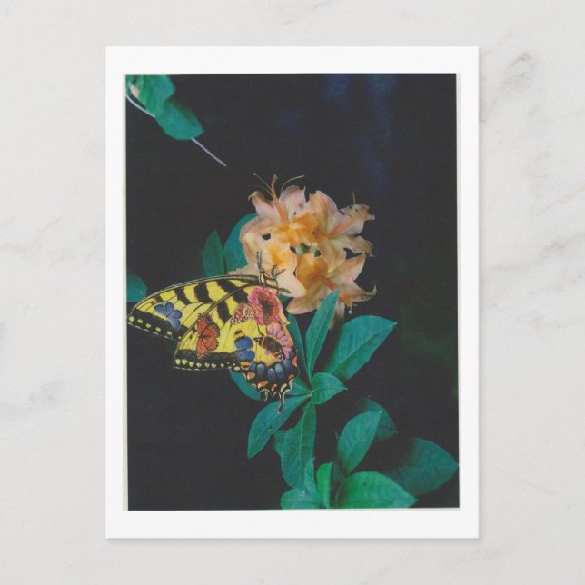 Cartão Postal Dibble_Trabalho de arte_124_Butterfly (Frente)