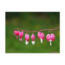 Dicentra - Cartaz Floral em Forma De Coração Rosa