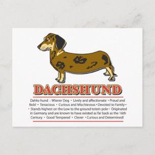 Cartão Postal Dicionário Dachshund