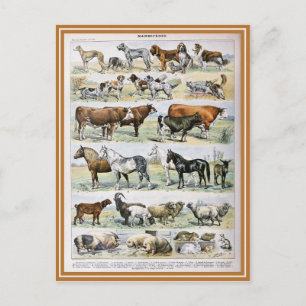 Cartão Postal Dicionário de ilustração de mamíferos