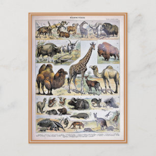 Cartão Postal Dicionário de ilustração mamífero