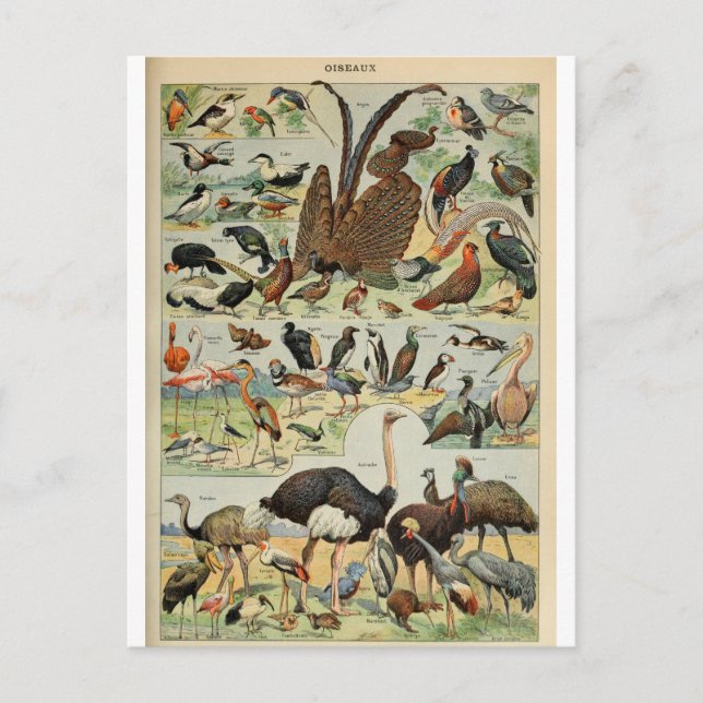 Cartão Postal Dicionário de ilustração oiseaux (Frente)
