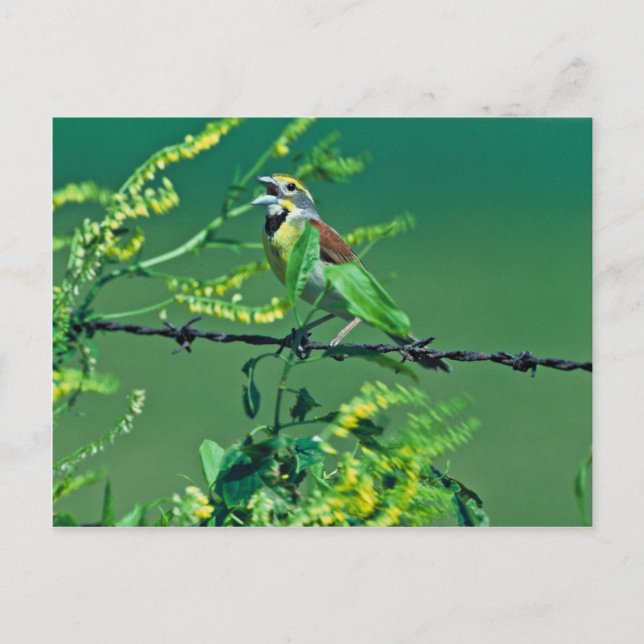 Cartão Postal Dickcissel (Frente)
