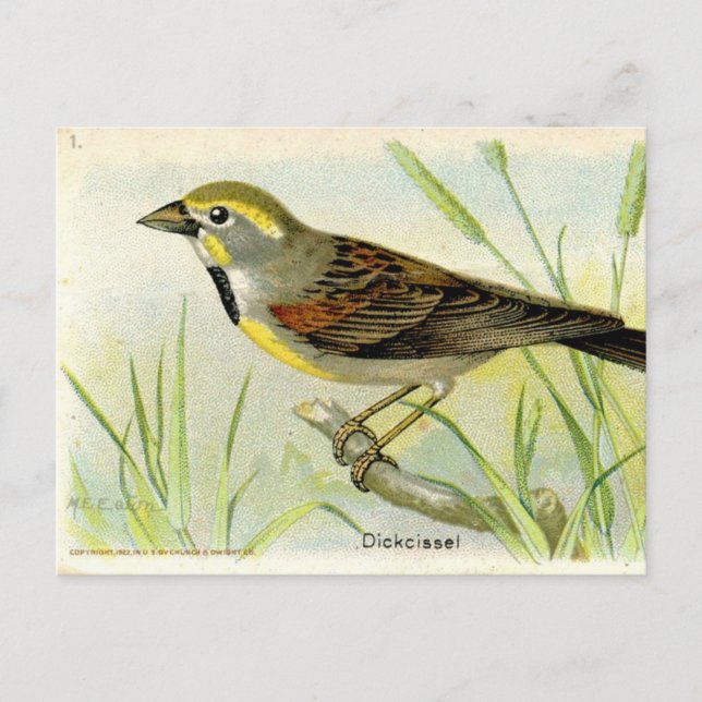 Cartão Postal Dickcissel (Frente)