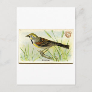 Cartão Postal Dickcissel