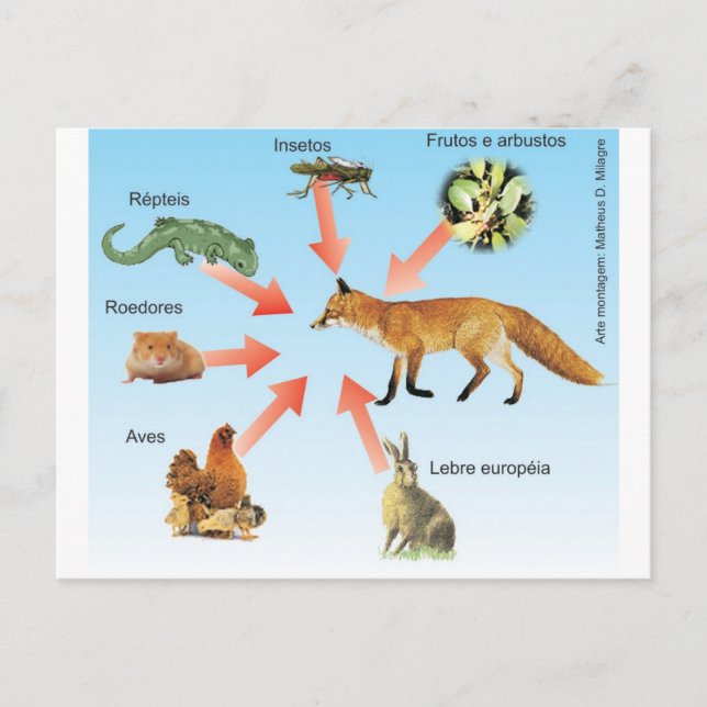Cartão Postal dietaraposa11 esquema didático dieta da raposa (Frente)