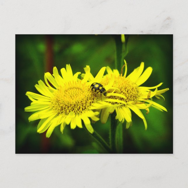 Cartão Postal Diferente (Frente)