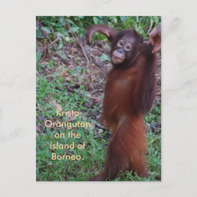 Cartão Postal Diga Não a Bullies com Krista orangutan (Frente)
