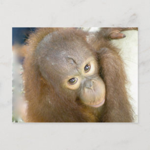 Cartão Postal Diga Não à Crueldade