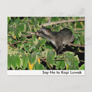 Cartão postal Diga Não ao Kopi Luwak
