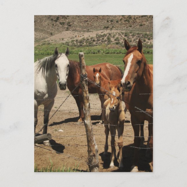 Cartão Postal Diga queijo! :) (Frente)