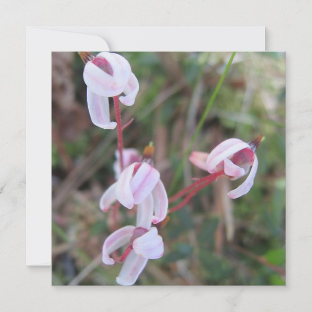 Cartão postal digital (Frente)