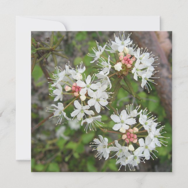 Cartão postal digital (Frente)