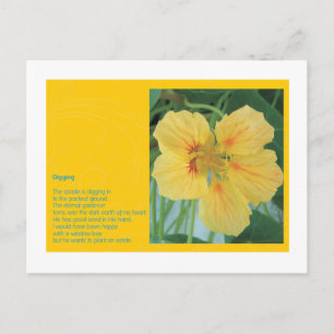 Cartão Postal Digitalização