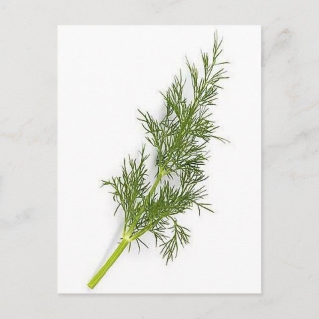 Cartão Postal Dill Weed (Frente)