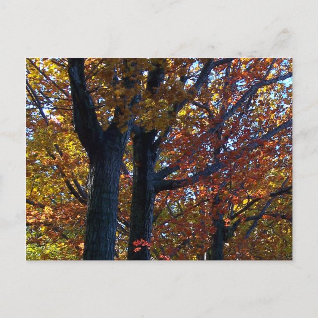 Cartão Postal Diminuição (Frente)