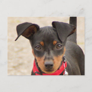 Cartão Postal diminuto-pinscher-preto e oxidação
