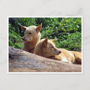 Cartão Postal dingo
