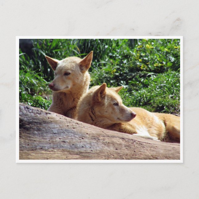 Cartão Postal dingo (Frente)