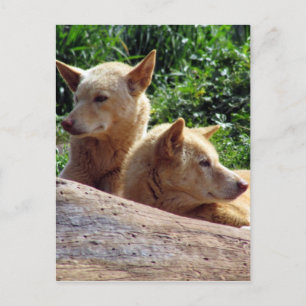 Cartão Postal dingo australia