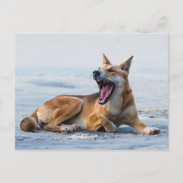 Cartão Postal Dingo boca aberta, Ilha Fraser Austrália