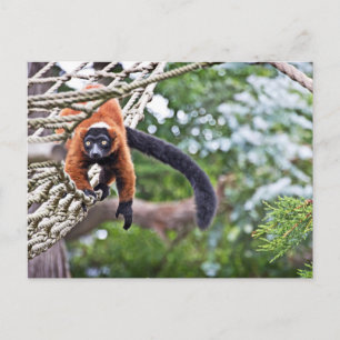 Cartão Postal Dinheiro Na Árvore