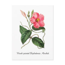 Dipladenia de juntas arredondadas, Orquídea.