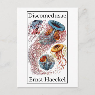 Cartão Postal Disco de Ernst Haeckel