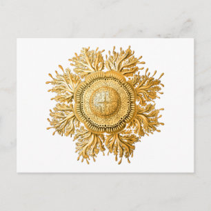 Cartão Postal Discomedusae