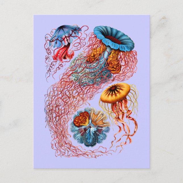 Cartão Postal Discomedusae (Frente)