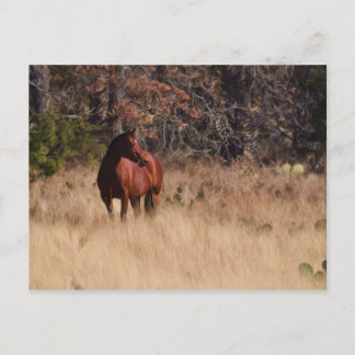 Cartão Postal Distração