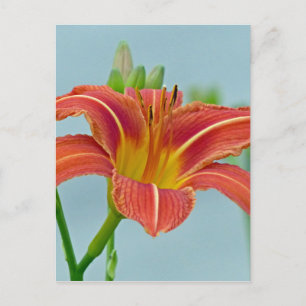 Cartão Postal Ditch Lily