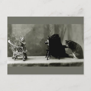 Cartão Postal Diva dos gatos fotografia vintage