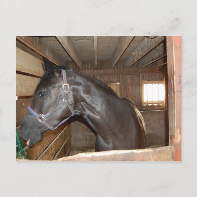 Cartão Postal Diversão BarnHorse (Frente)