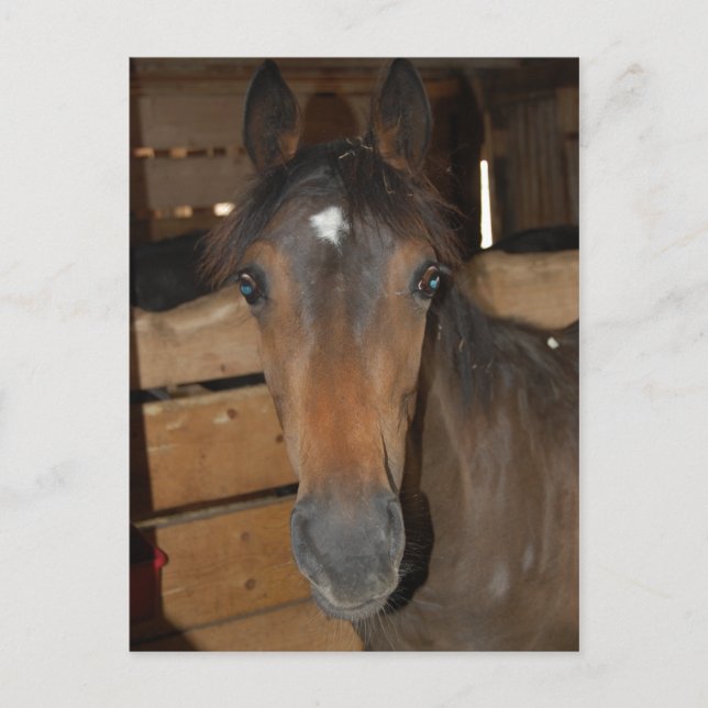 Cartão Postal Diversão Chestnut Barn Horse (Frente)