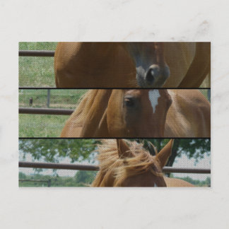 Cartão Postal Diversão de Cavalo