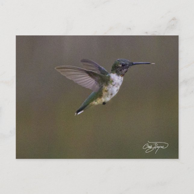 Cartão Postal Diversão de Verão (Frente)