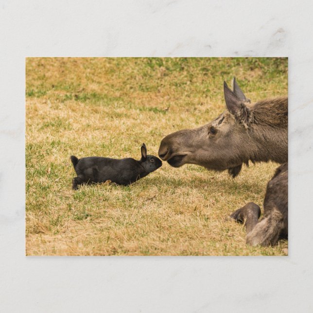 Cartão Postal Diversidade (Frente)