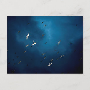 Cartão Postal Diversos - Padrão de Tern e Céu Azul Ártico