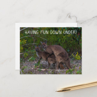 Cartão Postal Divertir-Se Sob Kangaroo Austrália