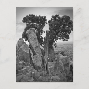 Cartão Postal Dividir Árvore