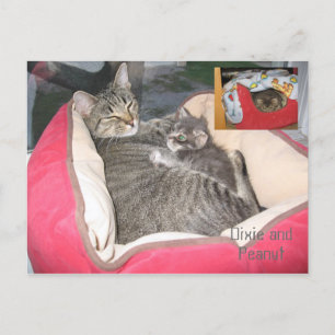 Cartão Postal Dixie e amendoim na cama de amendoim