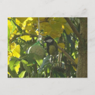 Cartão Postal DIY de Pássaro Comendo Adorável