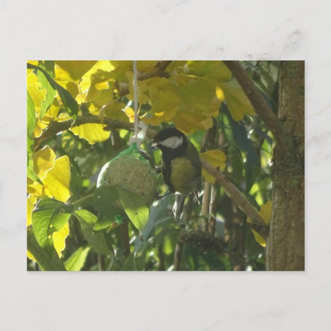 Cartão Postal DIY de Pássaro Comendo Adorável (Frente)