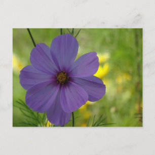 Cartão Postal DIY Flor de Cosmea Roxa