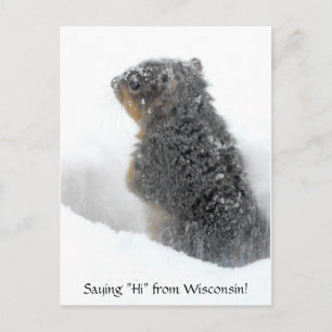 Cartão Postal Dizendo oi de Wisconsin Snowy Squirrel