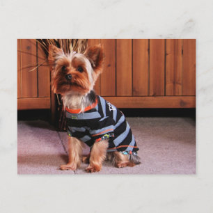Cartão Postal DJ - Yorkshire Terrier - Smith